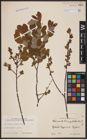 Foto von Salix aurita L. x Salix myrtilloides L.